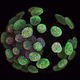 Illustration for article titled Photomicrography Captures the Beauty of the Small